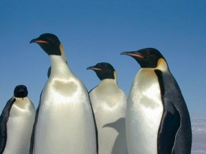 emperorpenguins