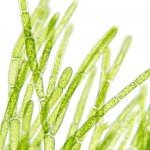 Green Algae