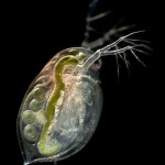 Water Flea