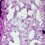 Respiratory Tissue