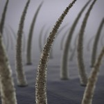 Hair Follicle