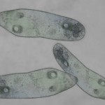 Paramecium