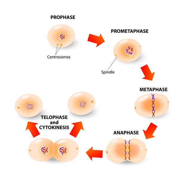 Cell division. Mitosis.