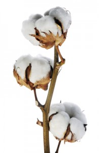 cotton-plant