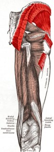 gluteusmuscles